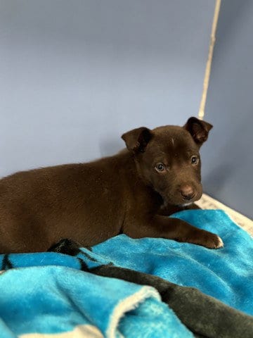 Photo of Coco, adoptable Pit Bull Terrier in San Bernardino, California