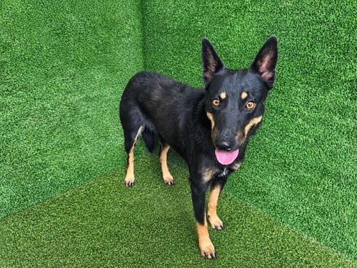 Photo of Cutie, adoptable Queensland Heeler in Lancaster, California