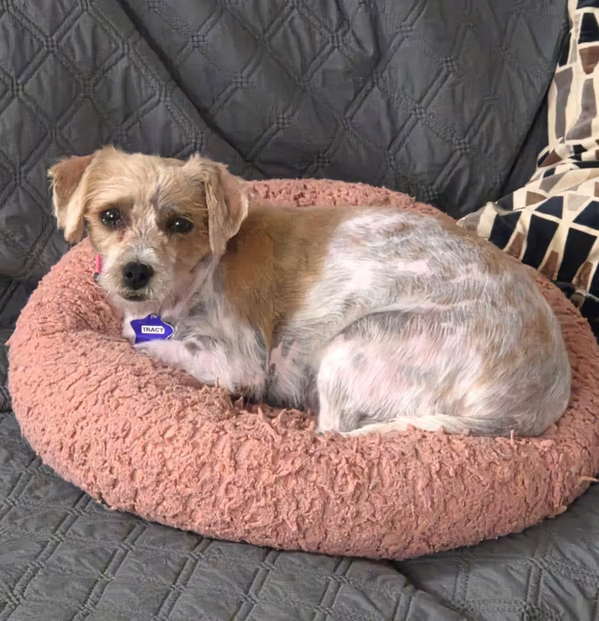 Photo of Tracy, adoptable Terrier (Unknown Type, Medium)/Mixed Breed (Small) in Oakland, California