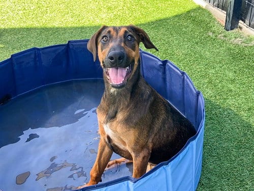 Photo of Zelda, adoptable Doberman Pinscher in Orange, California