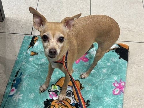 Photo of Chloe, adoptable Chihuahua in Garland, Texas