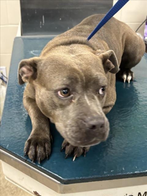Photo of Chess, adoptable American Bulldog in Mobile, Alabama