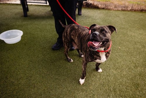 Photo of Miss Ruby, adoptable Pit Bull Terrier in Orlando, Florida