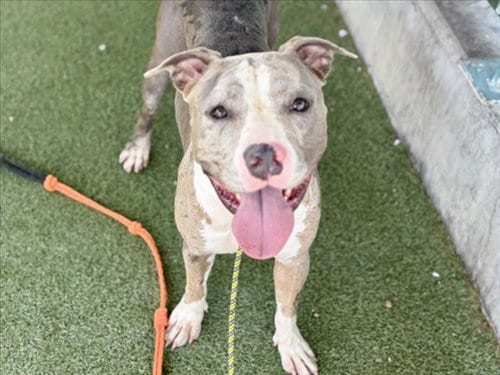 Photo of Chevy, adoptable Pit Bull Terrier in Los Angeles, California
