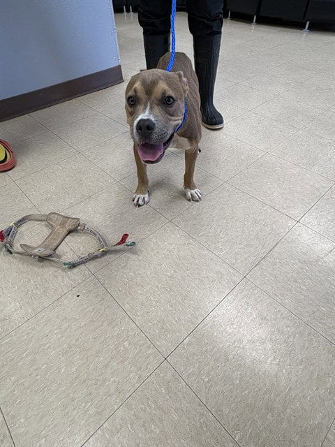 Photo of Harry Poocher, adoptable American Bulldog in Killeen, Texas