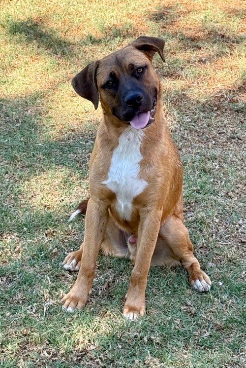 Photo of Levi, adoptable Shepherd in Hesperia, California