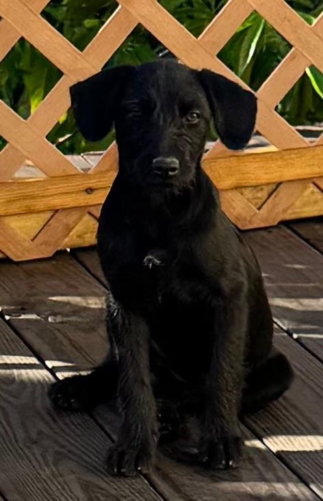 Photo of Nala, adoptable Labrador Retriever in Virginia Beach, Virginia