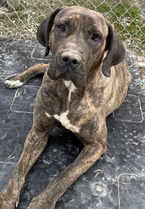Photo of Nema, adoptable Mastiff in Savannah, Missouri