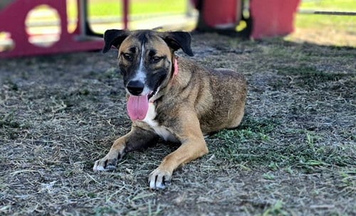 Photo of Belle, adoptable German Shepherd Dog in Corpus Christi, Texas