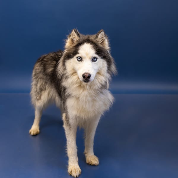 Photo of Nova, adoptable Siberian Husky cross in Lawrenceville, Georgia