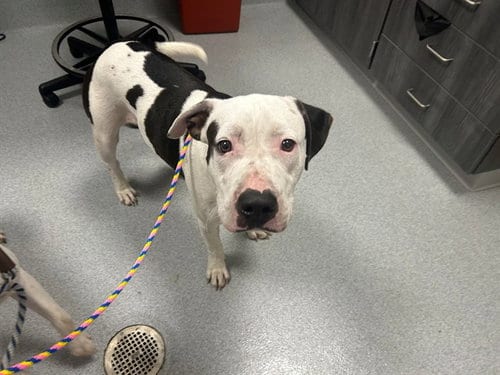 Photo of Ocean, adoptable American Pit Bull Terrier in Ocala, Florida