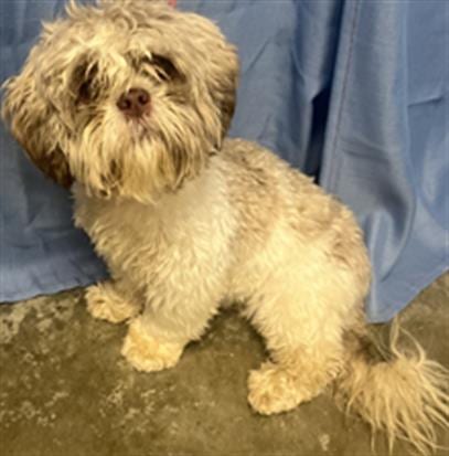 Photo of Whisper, adoptable Shih Tzu in Rosenberg, Texas
