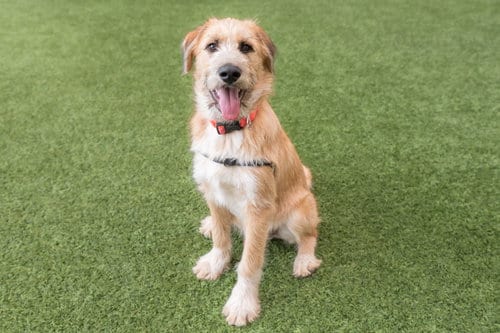 Photo of Baxter the puppy, adoptable Australian Shepherd in Burlingame, California
