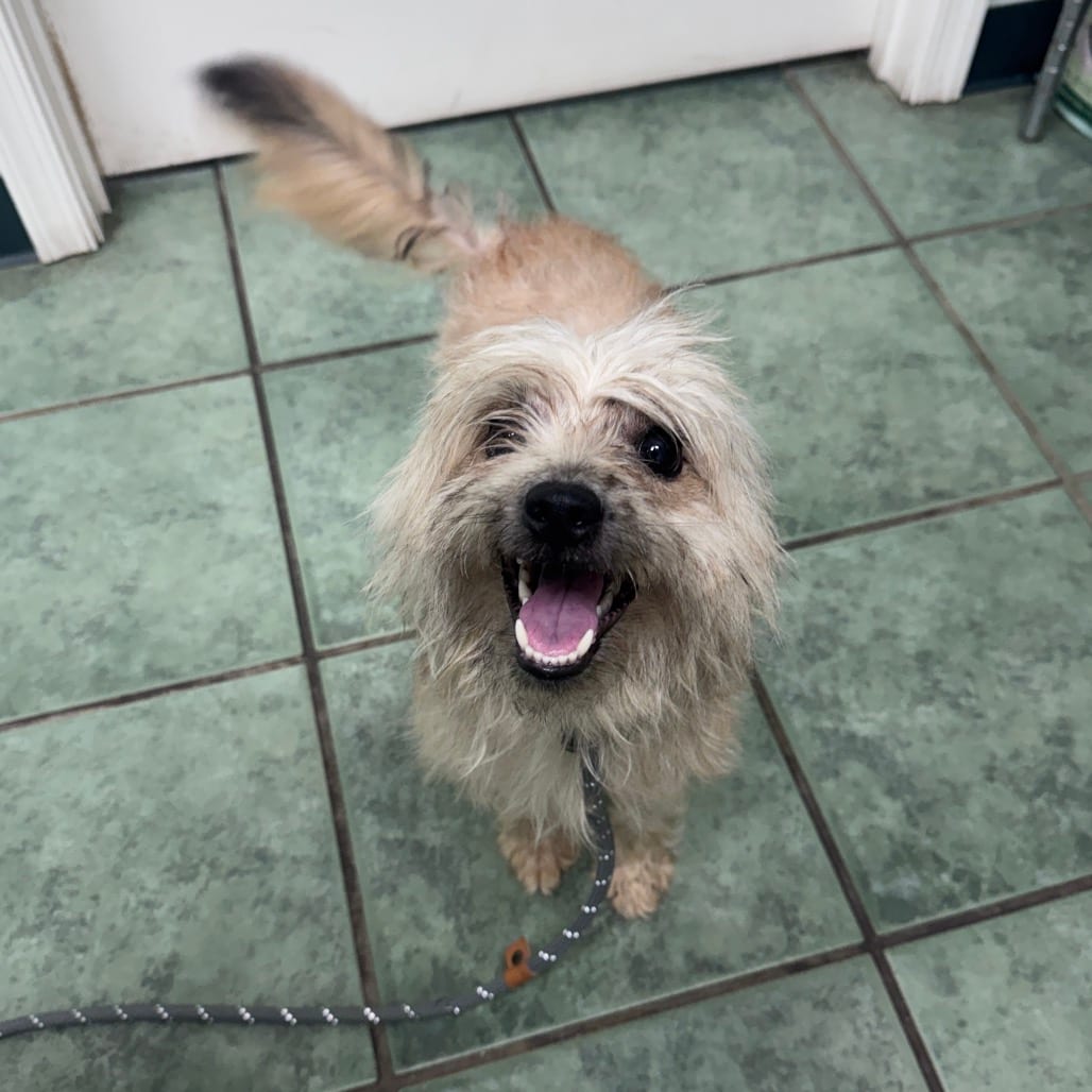 Photo of Bean, adoptable Terrier, Jack Russell in Staunton, Virginia