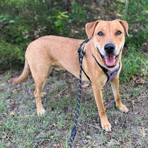 Photo of Edward Hopper, adoptable Labrador Retriever in Fort Worth, Texas
