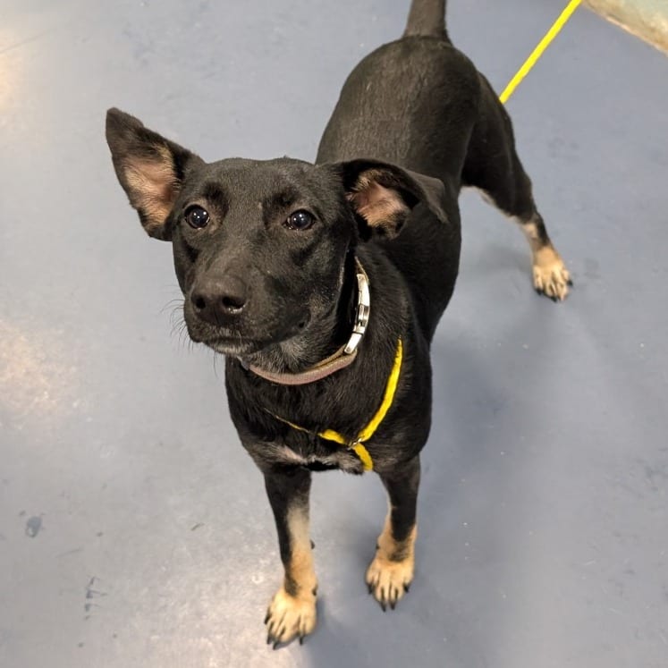 Photo of Cleo, adoptable Pinscher, Miniature / Shepherd in Greensboro, North Carolina