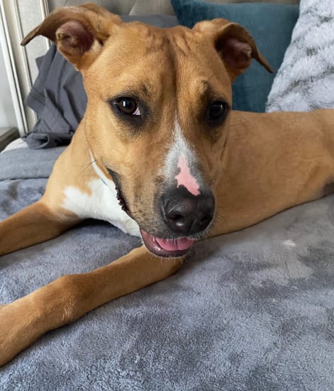 Photo of Snuggles (Foster or Adopter needed!), adoptable Labrador Retriever in Westwood, New Jersey