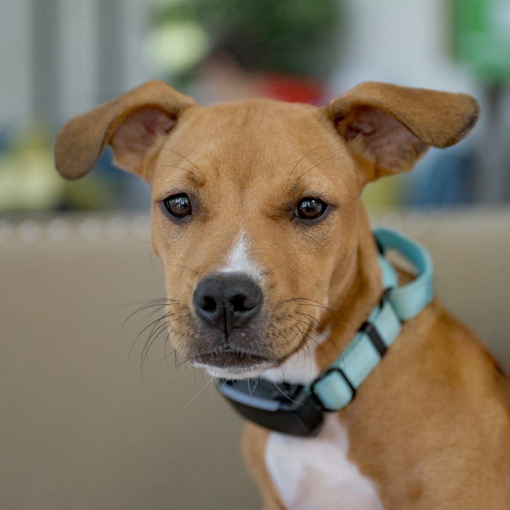 Photo of Orange Sherbet, adoptable Black Mouth Cur / Mixed Breed (Medium) in Chapel Hill, North Carolina