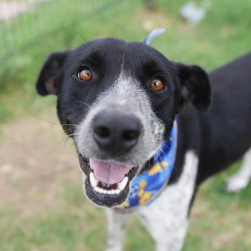 Photo of Sterling, adoptable Border Collie in San Antonio, Texas