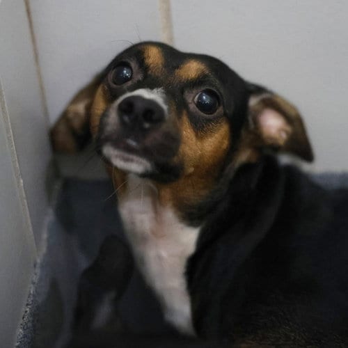 Photo of Pitty, adoptable Chihuahua in San Antonio, Texas