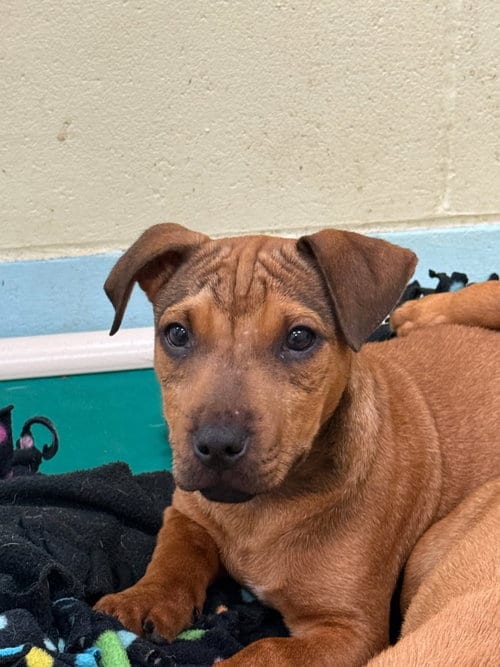 Photo of Zuma-in a foster home, adoptable Terrier in South Bend, Indiana