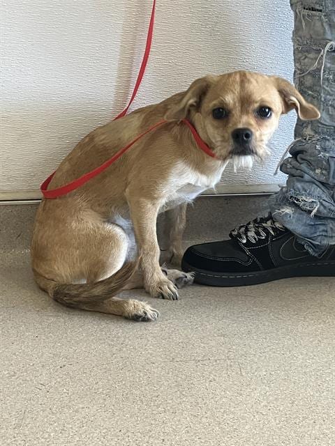 Photo of Gertrude, adoptable Terrier in Long Beach, California