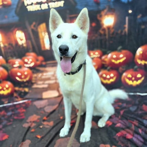 Photo of Jeremiah, adoptable Siberian Husky in Long Beach, California