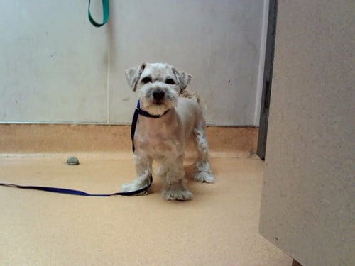 Photo of Ira Glass, adoptable Terrier in Martinez, California