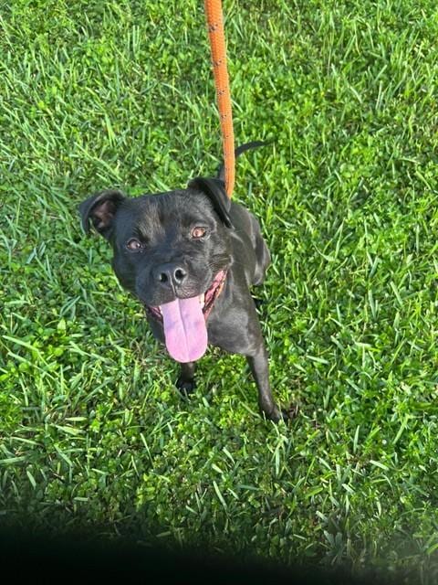 Photo of Charlotte, adoptable American Bulldog in Miami, Florida