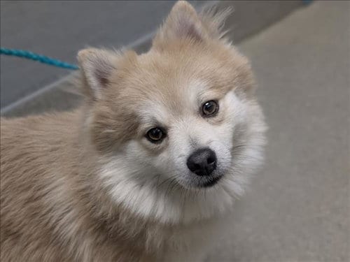 Photo of Benji, adoptable Pomeranian in Las Vegas, Nevada