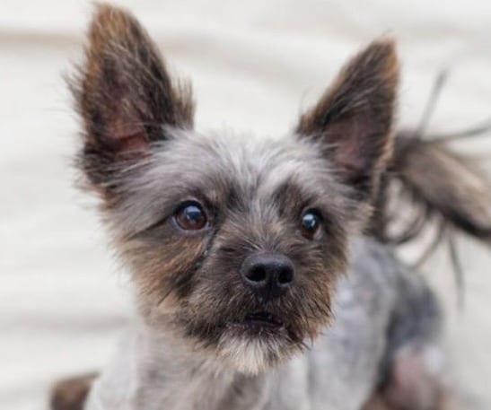 Photo of Junior, adoptable Cairn Terrier in Bloomfield, Connecticut