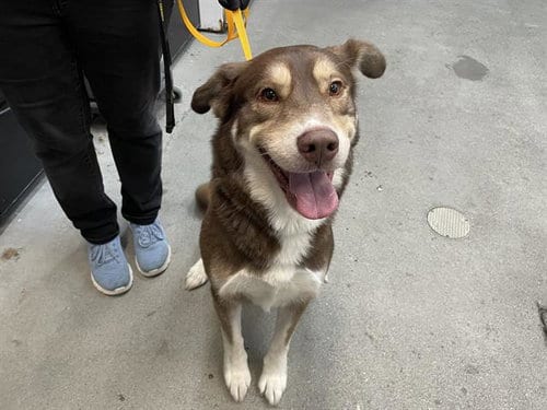 Photo of Humpty Dumpty, adoptable Siberian Husky in Fairfield, California