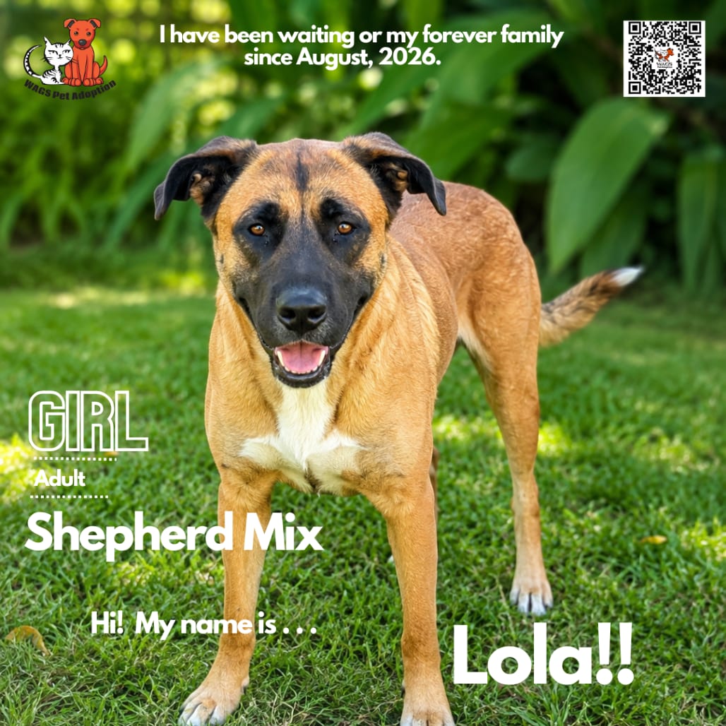 Photo of Lola, adoptable Shepherd / Mix in Westminster, California