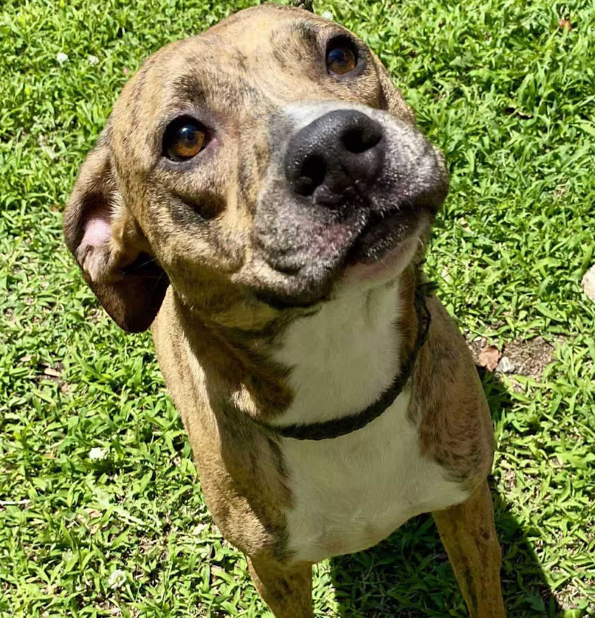 Photo of Luna, adoptable Plott Hound/Labrador Retriever in Brighton, Tennessee