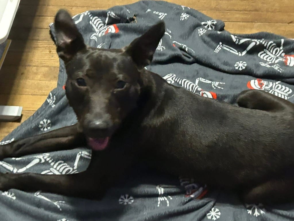 Photo of Shorty, adoptable Mixed Breed in Chickamauga, Georgia