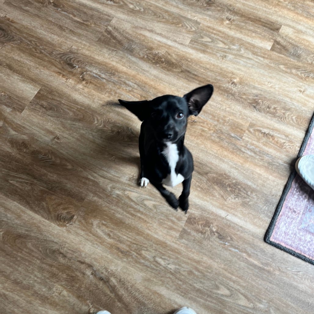 Photo of Rick @ Foster, adoptable Mixed Breed (Small) in Summerville, South Carolina