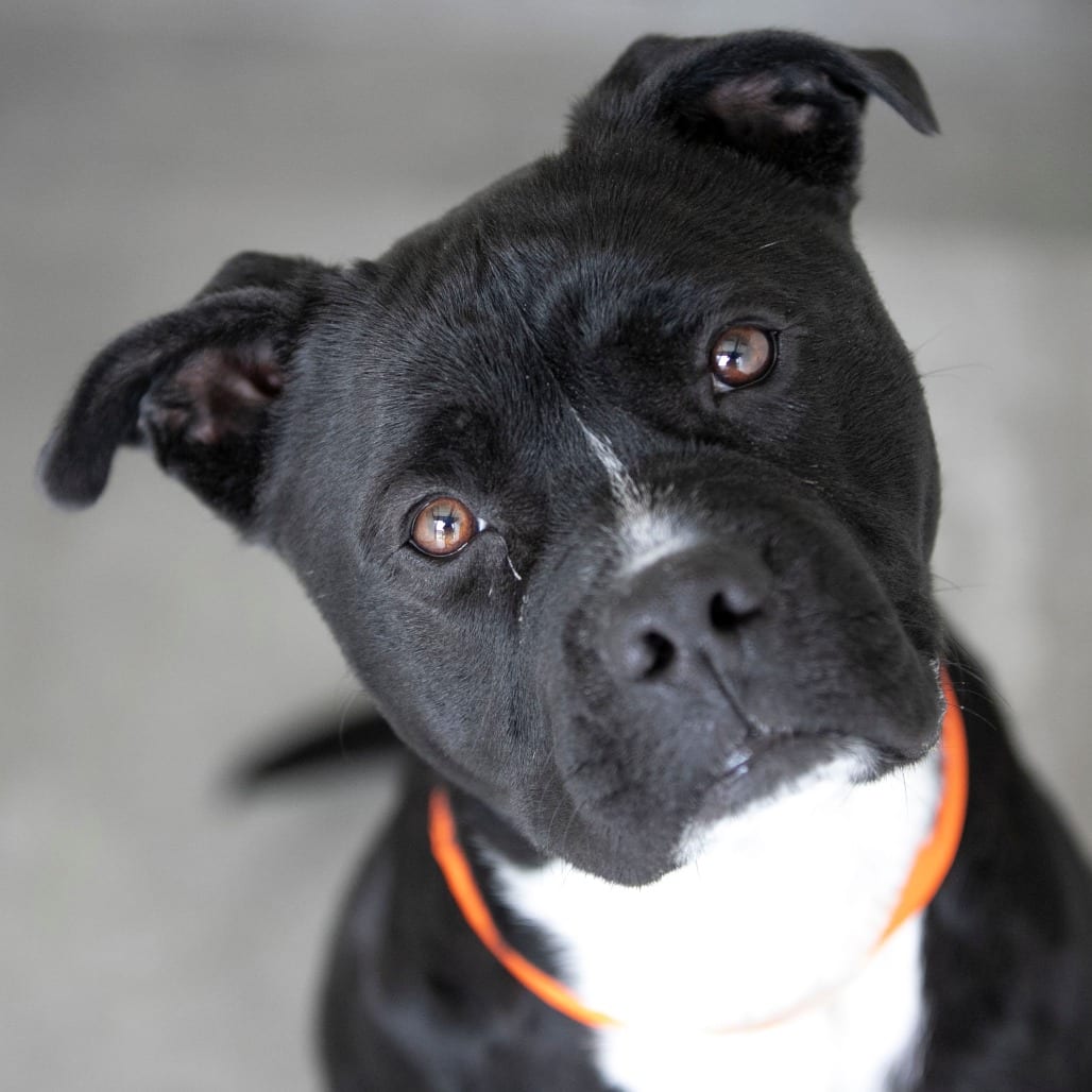 Photo of Havoc (MY26-11), adoptable Terrier, Staffordshire Bull in Colorado Springs, Colorado
