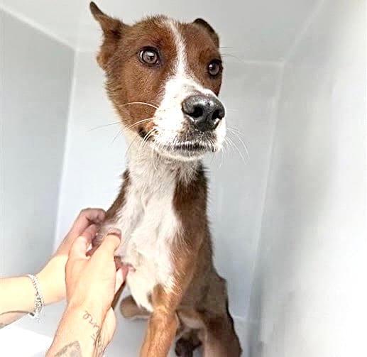 Photo of Senior Jack Russell mix, adoptable Jack Russell mix in Houston, Texas