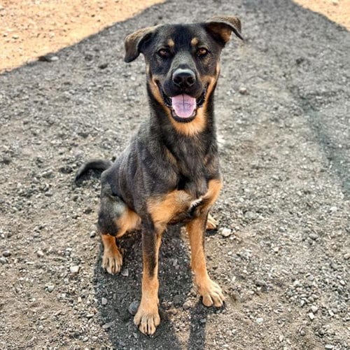 Photo of Blippi, adoptable German Shepherd Dog in Albuquerque, New Mexico