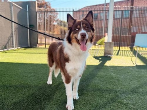 Photo of Autumn, adoptable Border Collie in Los Angeles, California