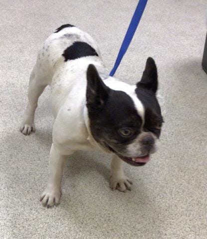 Photo of Pamela, adoptable French Bulldog in Riverside, California