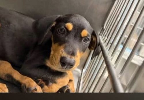 Photo of Ghost, adoptable Hound in garner, North Carolina
