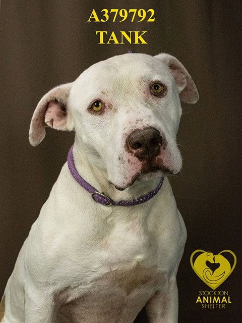 Photo of Tank, adoptable Pit Bull Terrier in Stockton, California
