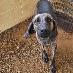 Photo of Myra 5216, adoptable Hound (Unknown Type) in Loxahatchee, Florida