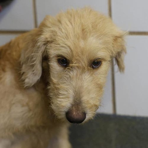 Photo of Bobby Bee, adoptable Terrier in San Antonio, Texas