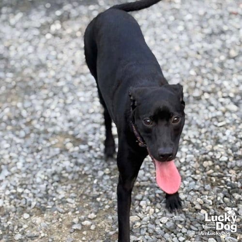 Photo of Milady, adoptable Labrador Retriever in Washington, District of Columbia