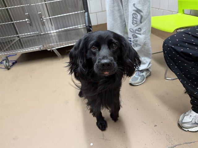 Photo of Niko, adoptable Labrador Retriever mix in Chicago, Illinois