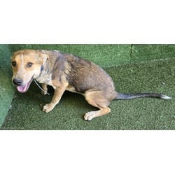 Photo of Quinten, adoptable Australian Cattle Dog in Lancaster, California