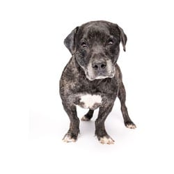Photo of King, adoptable Terrier (Unknown Type, Medium) in Doral, Florida