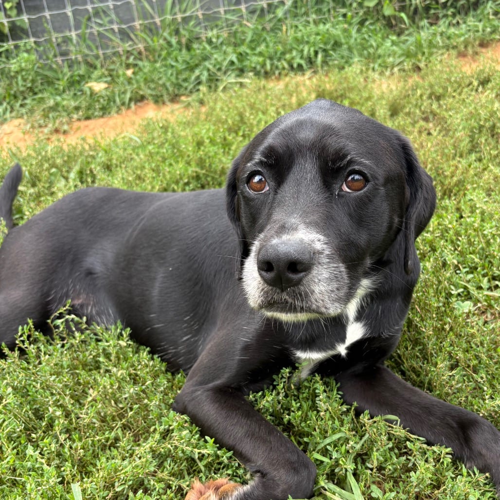 Photo of Joy, adoptable Retriever, Black Labrador in Fairfax Station, Virginia